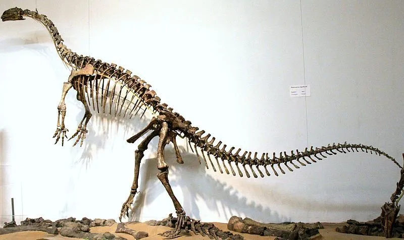 Read about the Coloradisaurus facts to know this dinosaur fossil from Argentina.