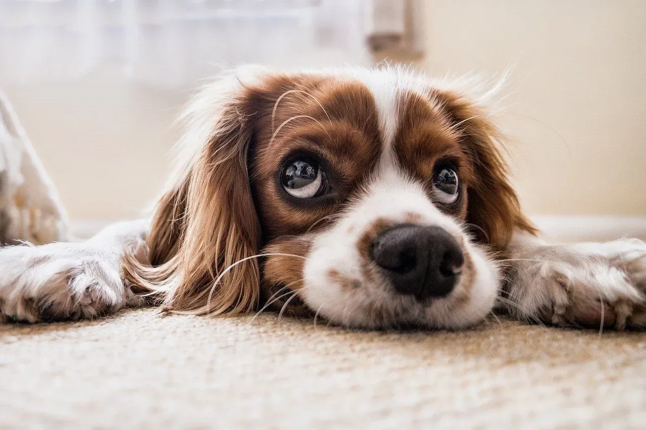 Read about why do dogs cry at night facts to know these pet animals' whining behavior.