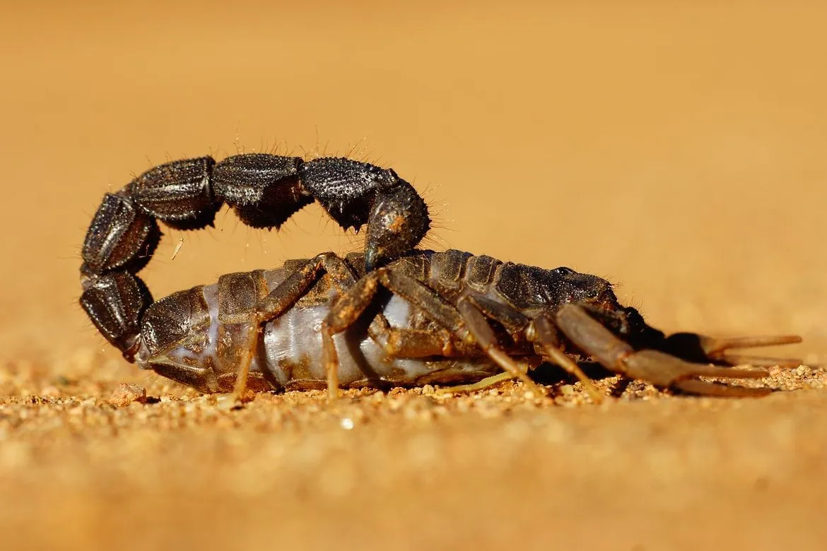 Can A Scorpion Kill A Human