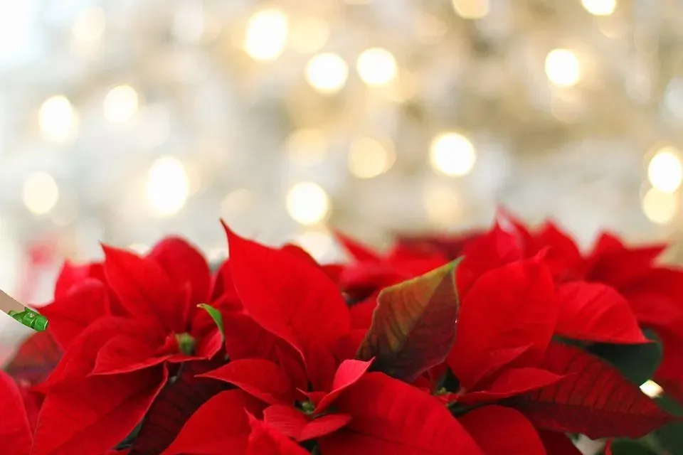 Read more facts about the Mexican Christmas flower here.
