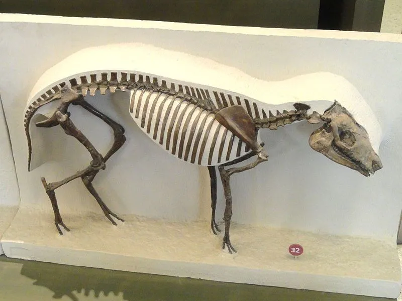 Read more fun Hyracotherium facts here.