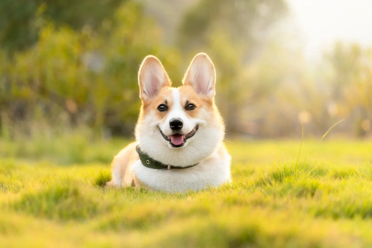 Read on to find out the factors that impact the corgi lifespan.