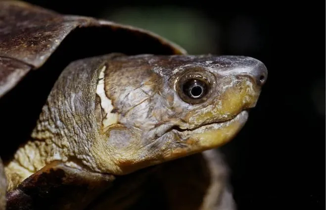 arakan forest turtle