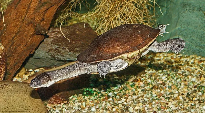 Read these amazing Roti Island snake-necked turtle facts