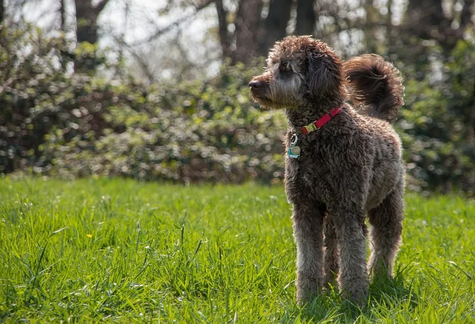 what makes a labradoodle so hyper