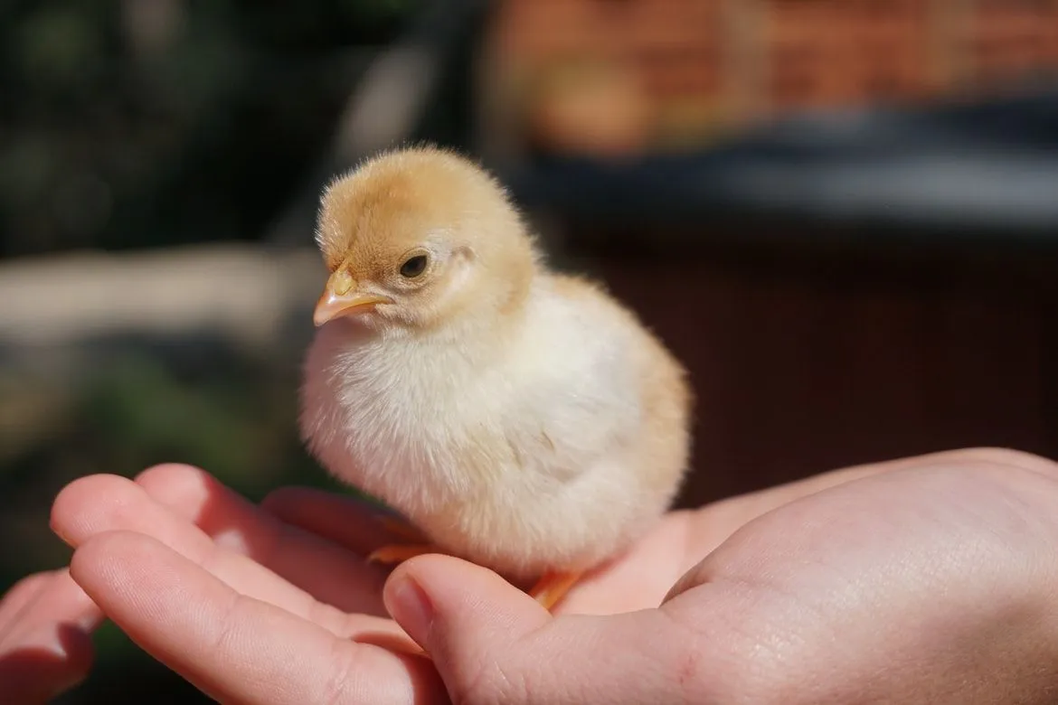 baby chicken in egg
