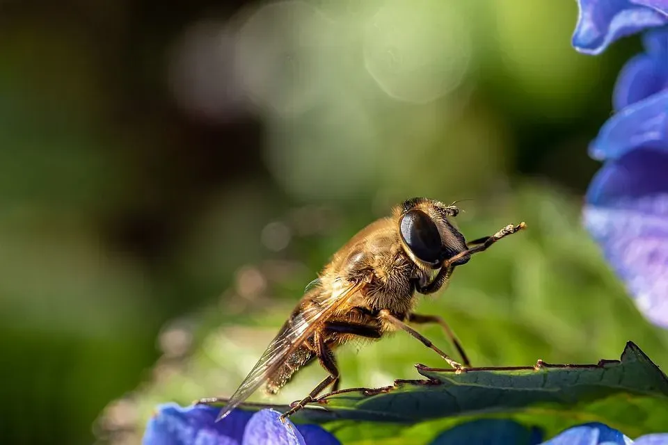 Read these fun facts about why do bees sting.