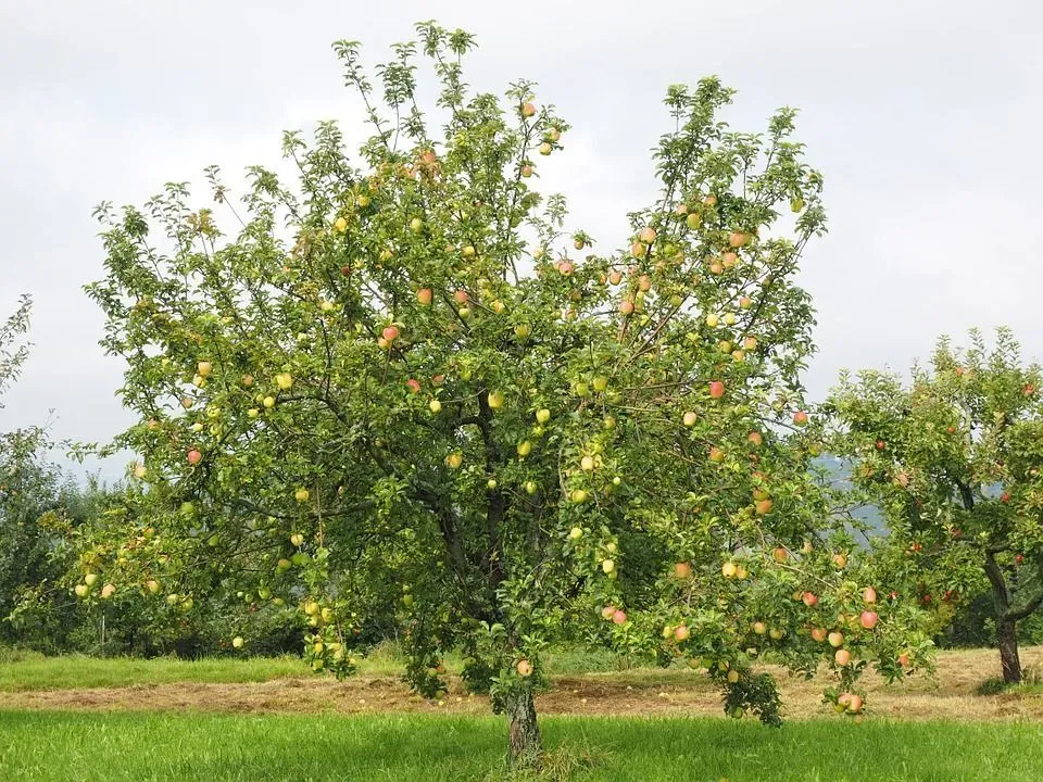 Read these gala apple tree facts and fall in love with this amazing fruit.