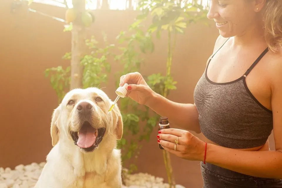Read this amazing article on, is tea tree oil safe for dogs?