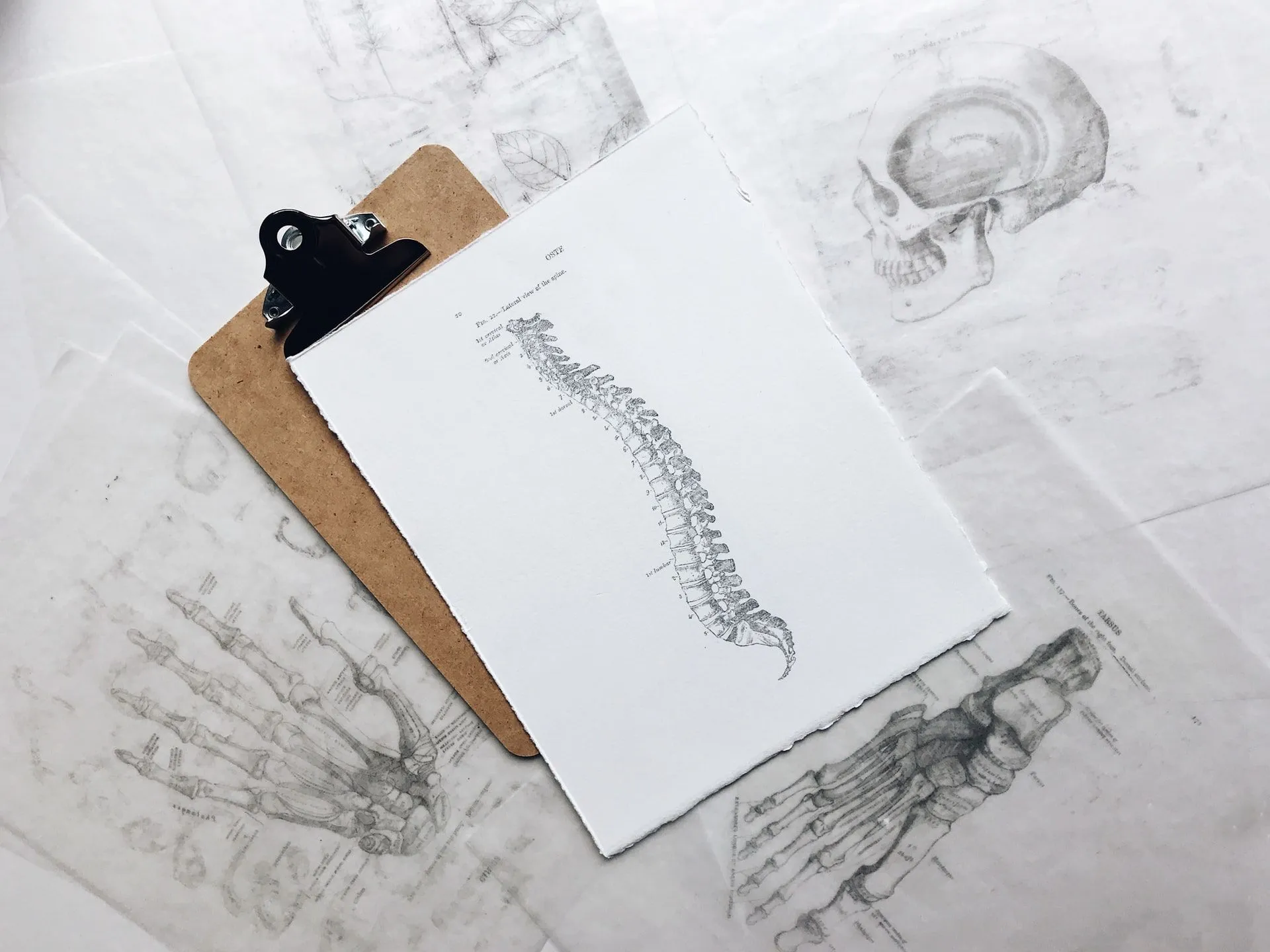 Read this article on spinal cord facts to learn about this fascinating structure of our body.