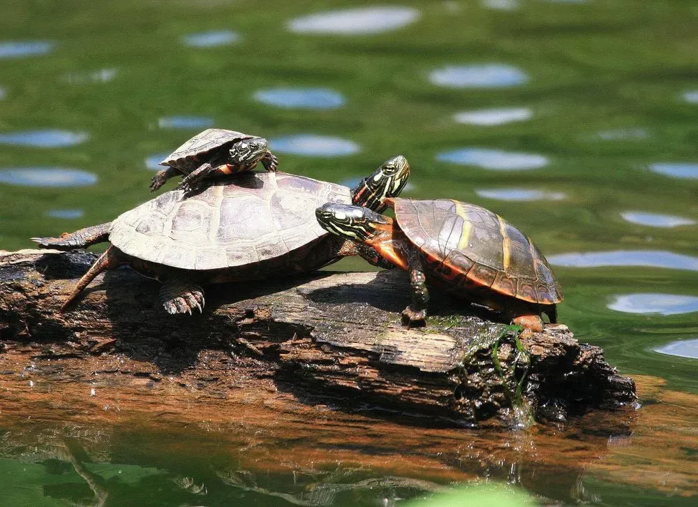 Read what do baby painted turtles eat to know how you can ensure that your dearest aquatic friend is healthy and happy!