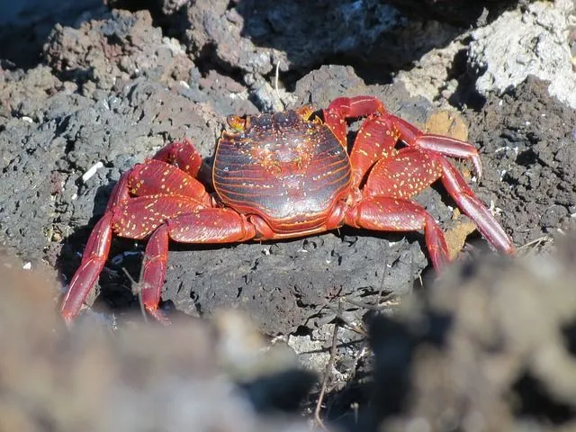 Red claw crabs barely manage to survive in fresh water but do well in brackish water.