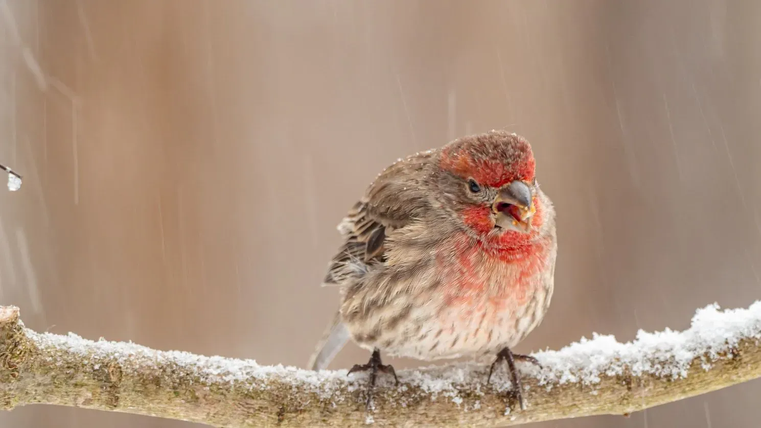 House finch facts that intrigue both adults and children alike.