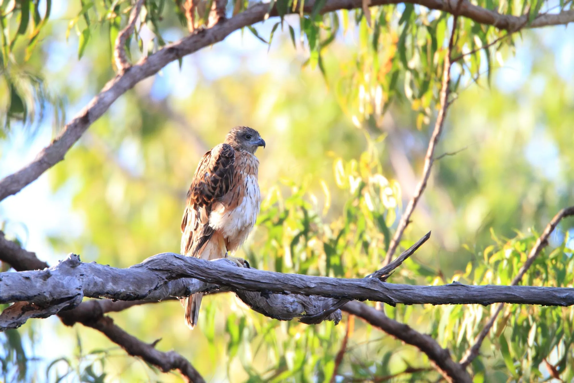 Red goshawk facts talk about this vulnerable species from Australia in detail.