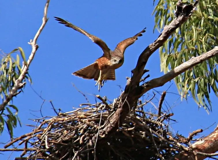Red goshawks are rare Australian birds that face threats like habitat loss.