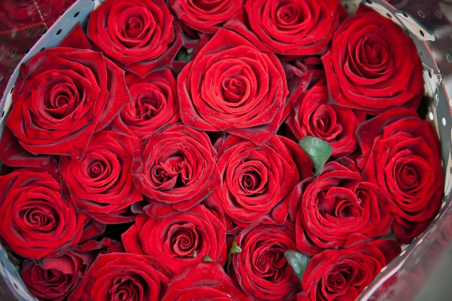 Red roses are enduring symbols of love and romance.