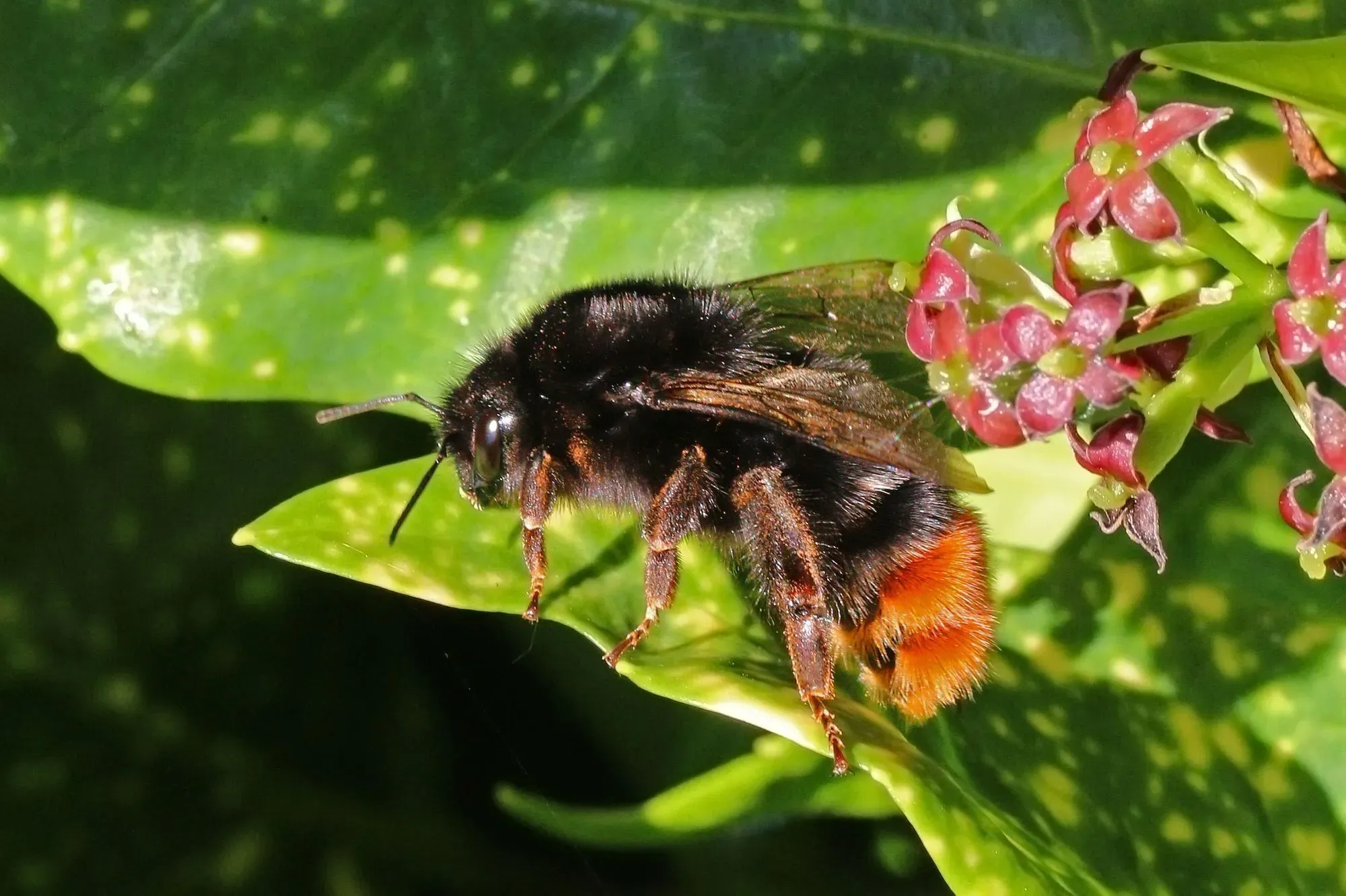 Red-tailed bumblebees have an orange-red tail.