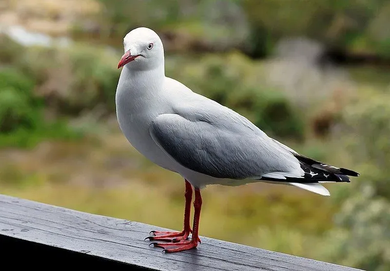 Red-billed gull facts help us to know about a new species of gulls.