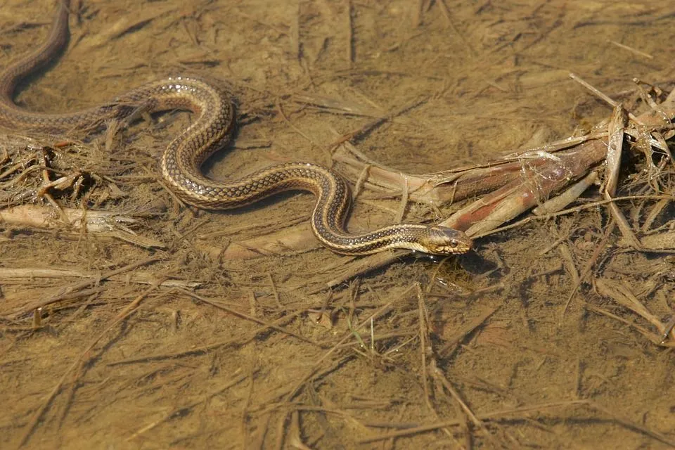 Red-naped snakes look similar to a juvenile Eastern brown snake.