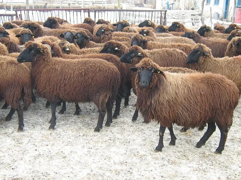 Red sheep facts are all about hybrid variations of sheep.