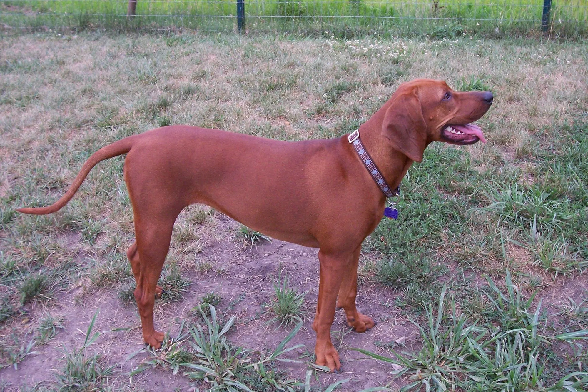 are redbone coonhound puppies lazy