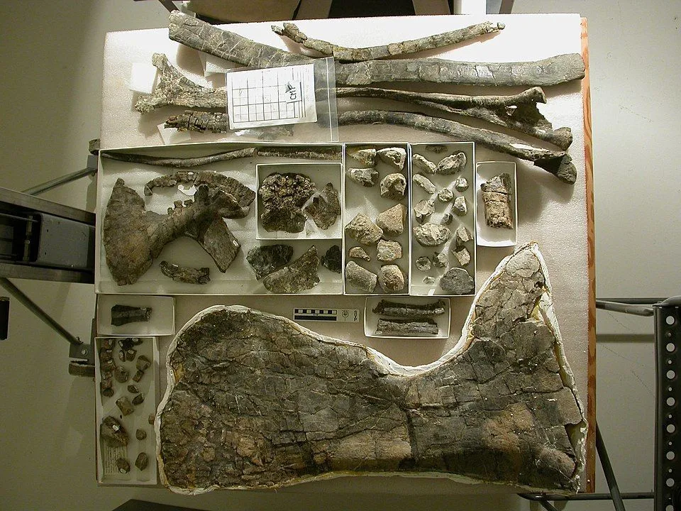 Remains of the Brontomerus were scientifically valuable