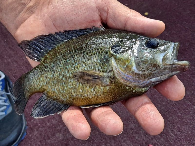 Warmouth fish found in Whitewater Lake Wisconsin