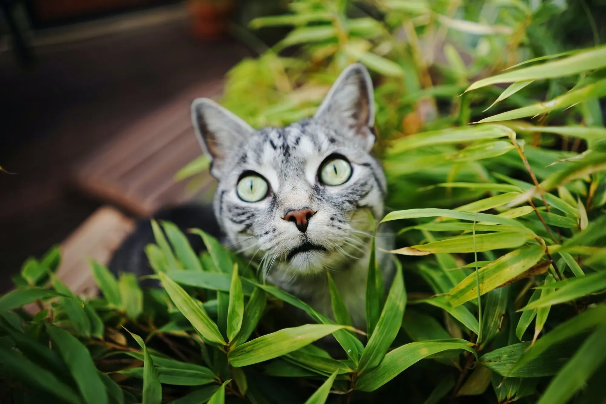 Knowing are spider plants toxic to cats, will help to keep away toxic houseplants.