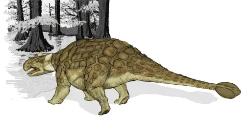 Rinconsaurus titanosaur was described by Calvo and Riga in the year 2003.
