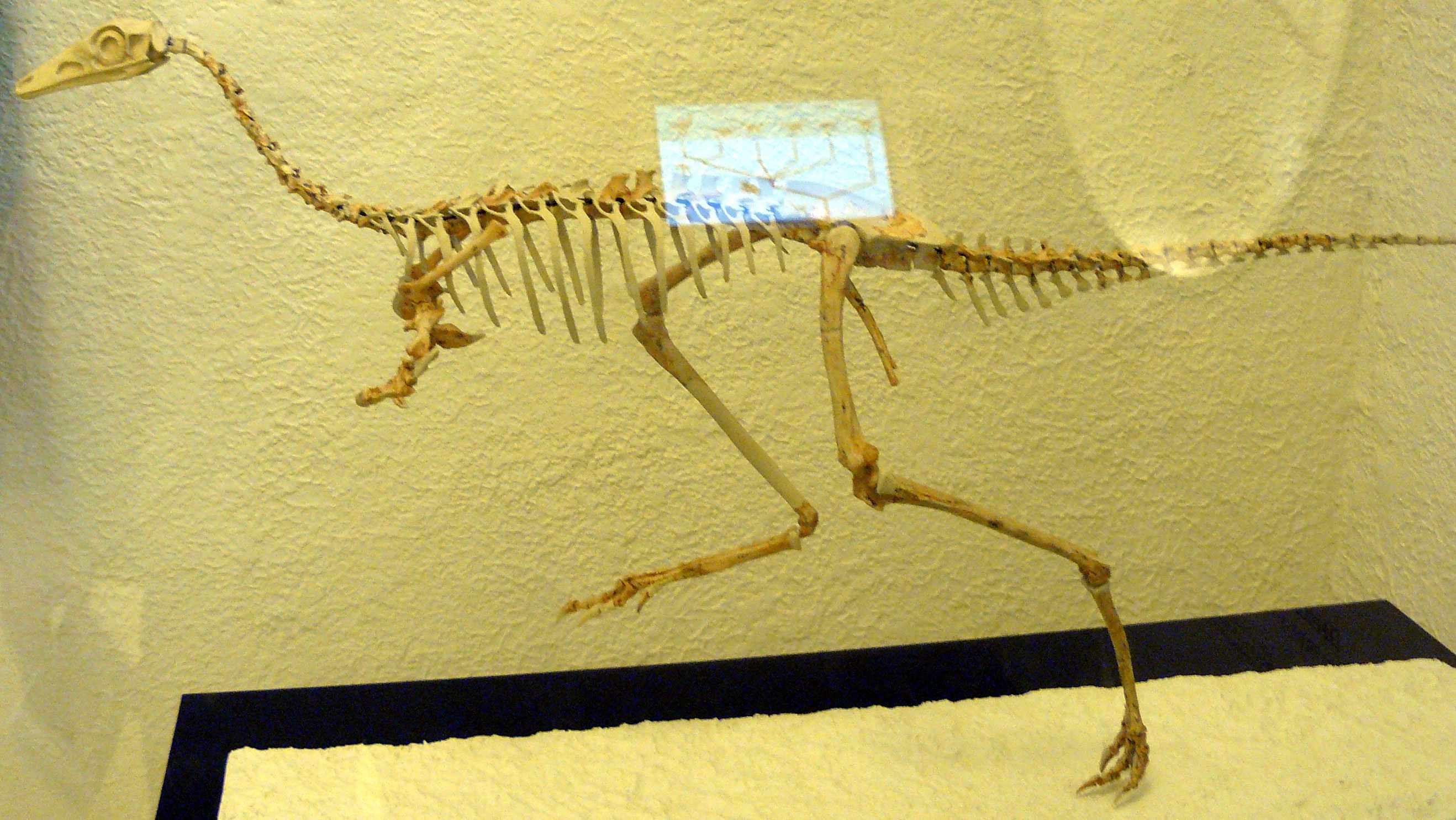The Ceratonykus fossils date back to the Late Cretaceous period.