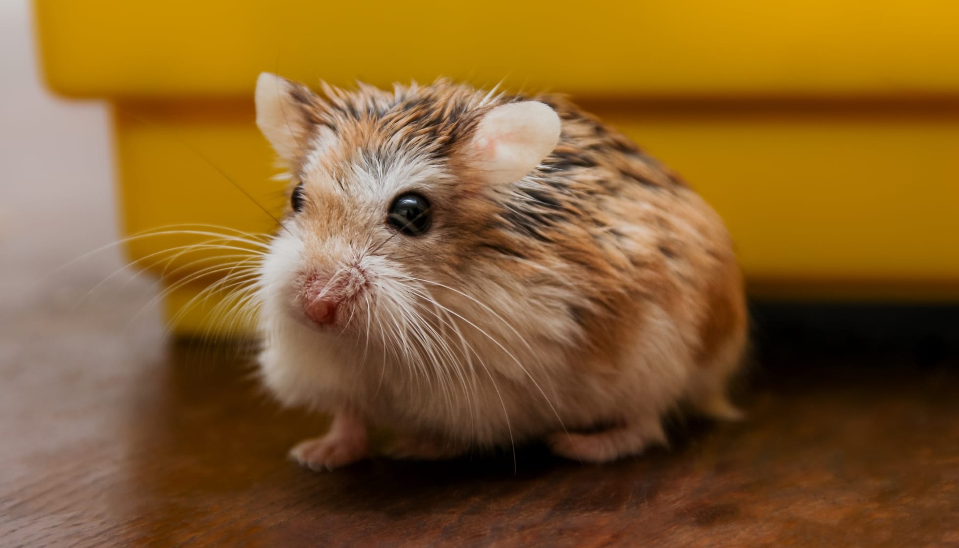 Roborovski Dwarf Hamster 