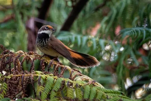 Check out these fascinating rufous fantail facts!