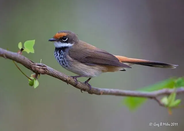 Rufous fantails fact include, the birds have bright reddish-brown colored foreheads and white arc underneath their eyes.