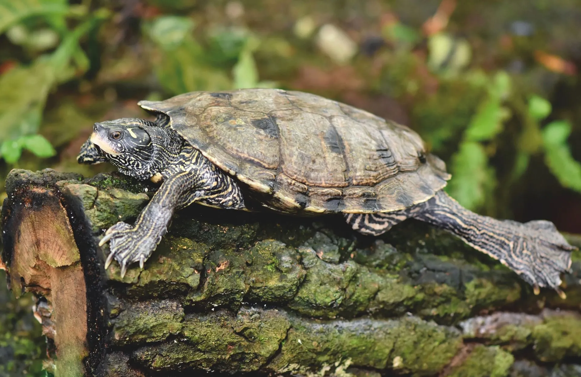 The Russian tortoise lifespan depends on the habitat of this Russian tortoise species.