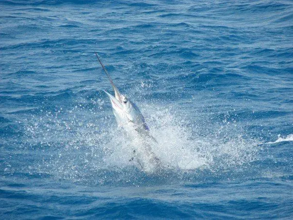 Anglers have always been fascinated by the sailfish vs marlin comparison.