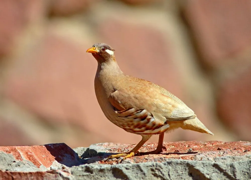 Sand partridge often runs when frightened or disturbed instead of flying. Read on to discover more interesting sand partridge facts!