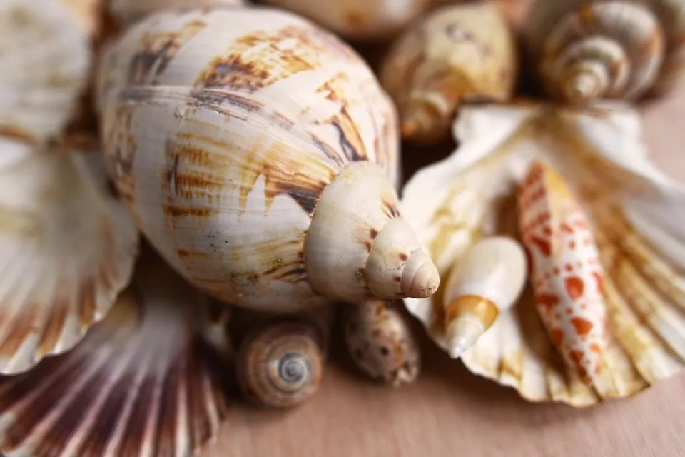 Sanibel Island is also known as the Seashell Capital.