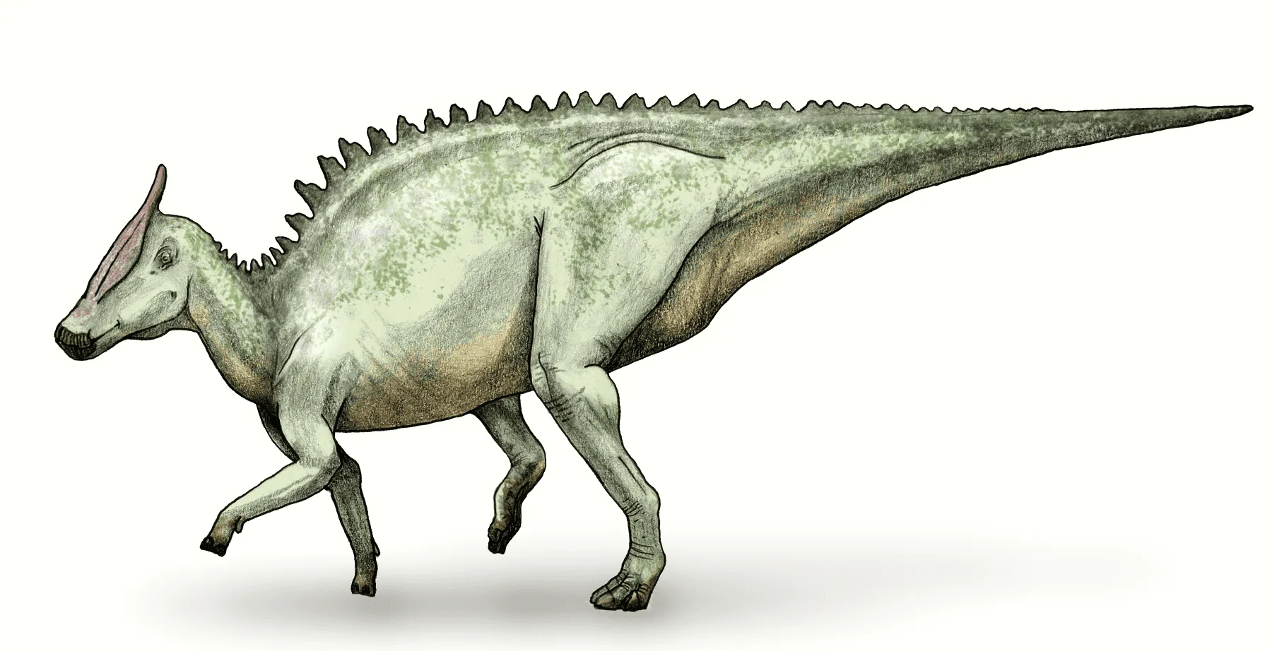 The Saurolophus was a duck-billed dinosaur that could move on both two and four limbs and had a head that resembled a deer but with a spike. Continue reading to discover more interesting Saurolophus facts that you're to enjoy!
