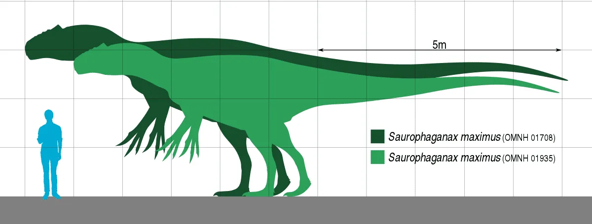 The difference between an Allosaurus and the Saurophaganax was their differently structured vertebrate.