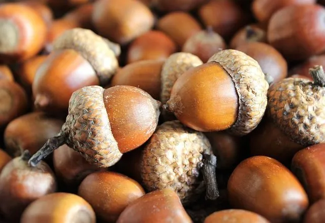 The acorn is a fruit of the scarlet oak and is rich in many vital nutrients.