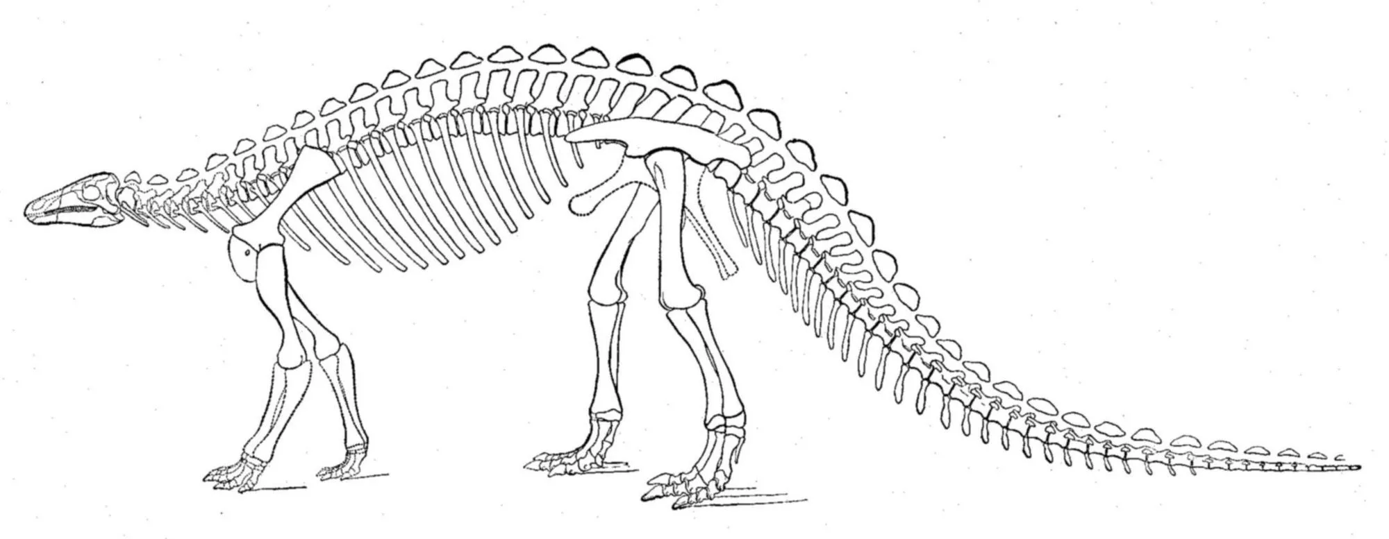 The Scelidosaurus was a quadrupedal dinosaur.
