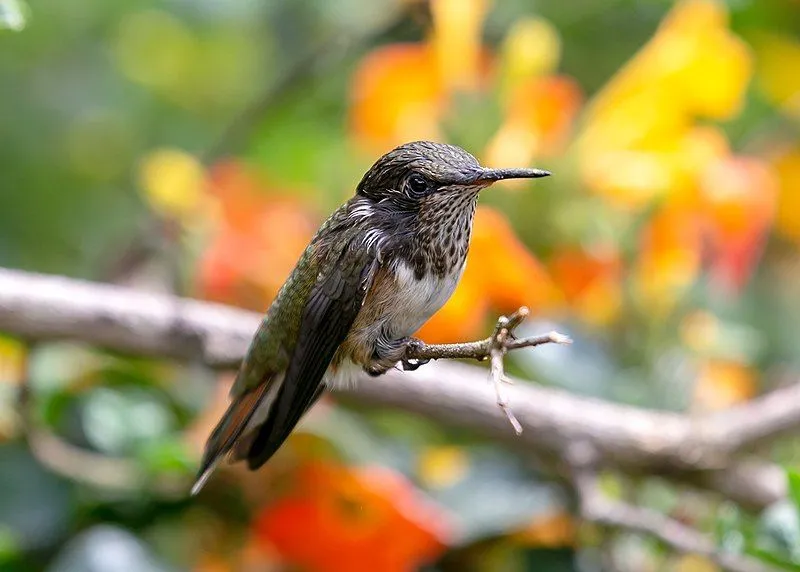 Scintillant hummingbirds are the ones that can fly in a backward direction also.