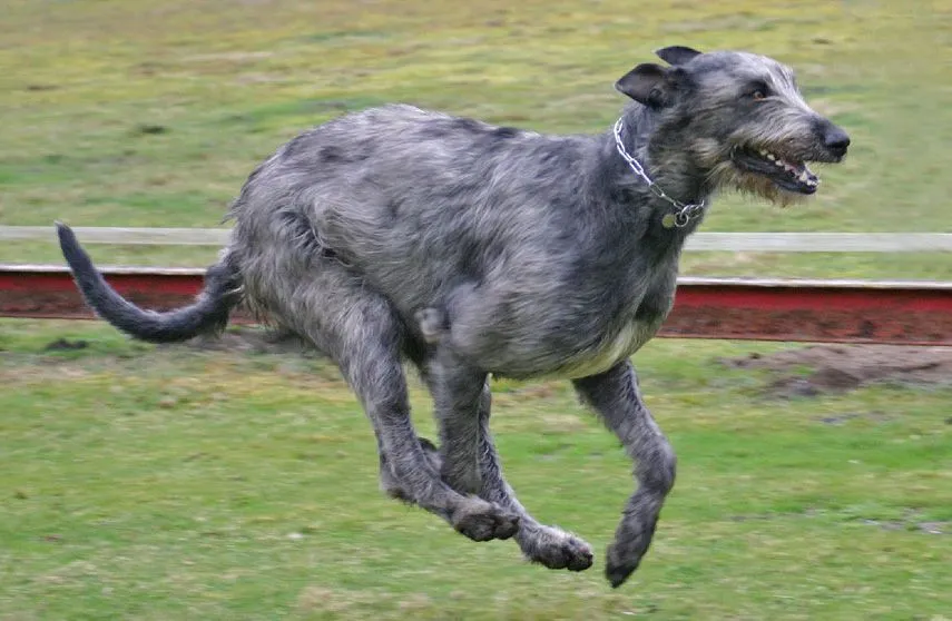 The modern-day Scottish Wolfhounds have a more calm temperament than the ancient breeds.