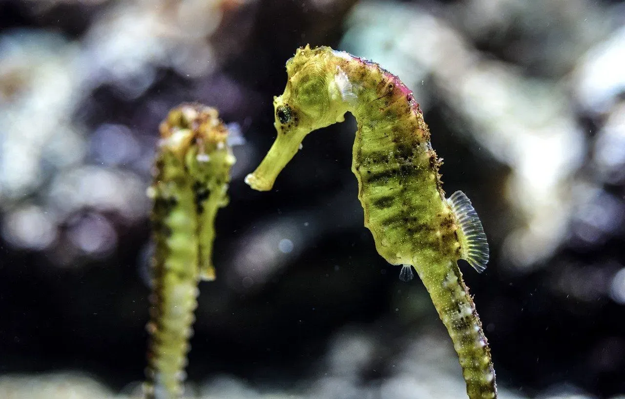 Why Do Male Seahorses Give Birth? How Is It Possible?