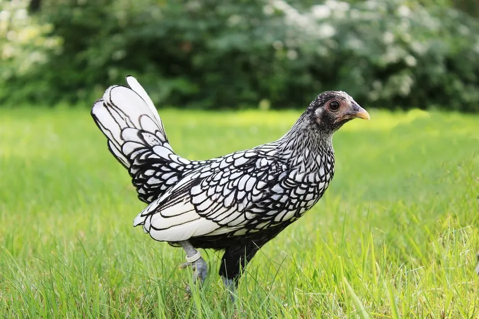 Serama is widely recognized as being the smallest breed of bantam chicken in the world.