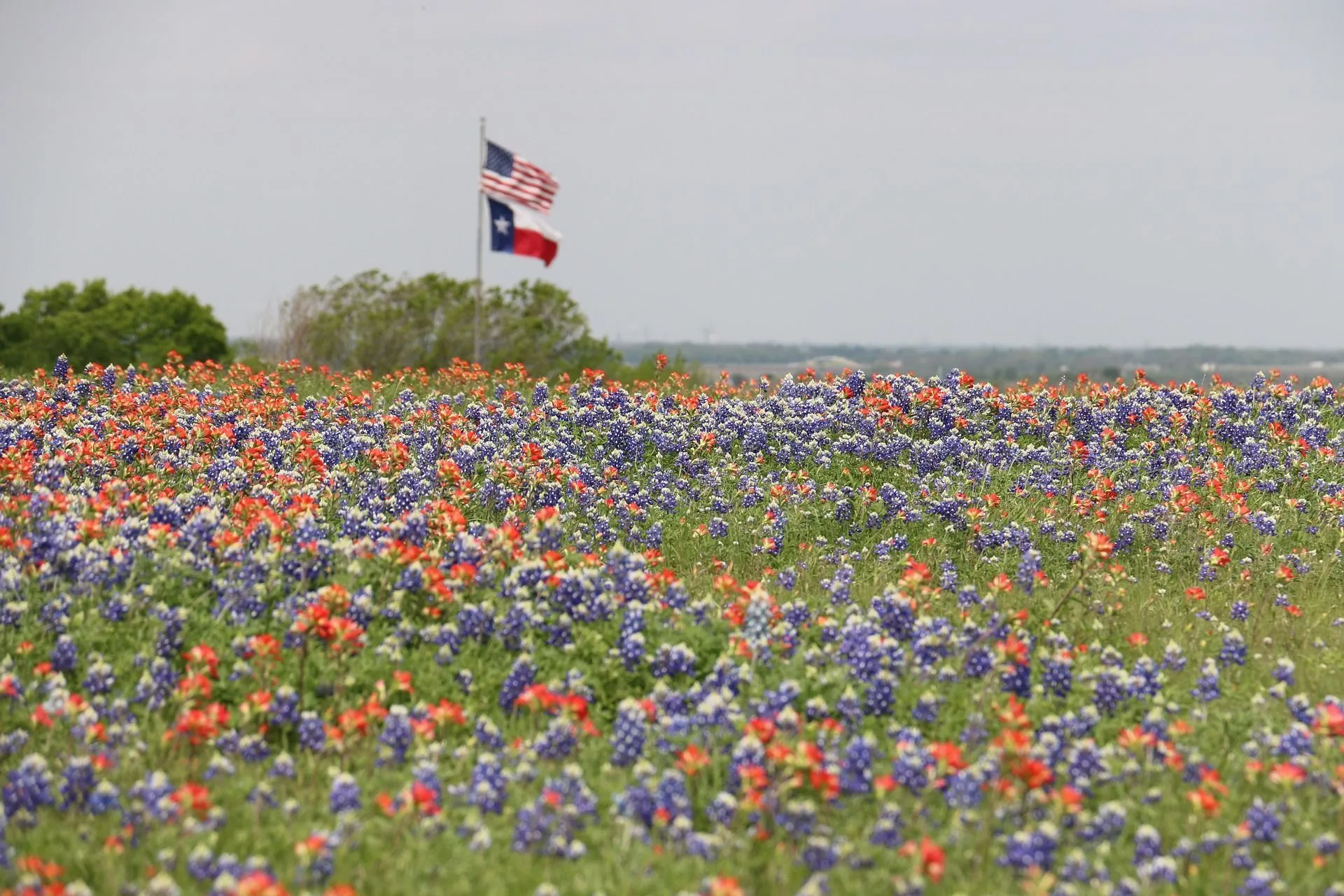 The bluebonnet is the state flower of Texas.