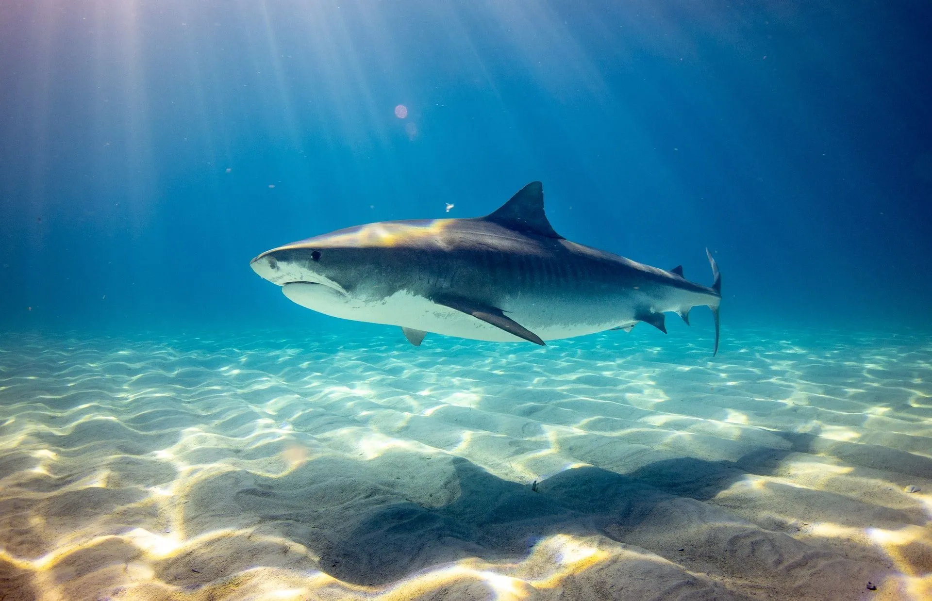 Shark conservation is essential for maintaining a healthy balance in nature.