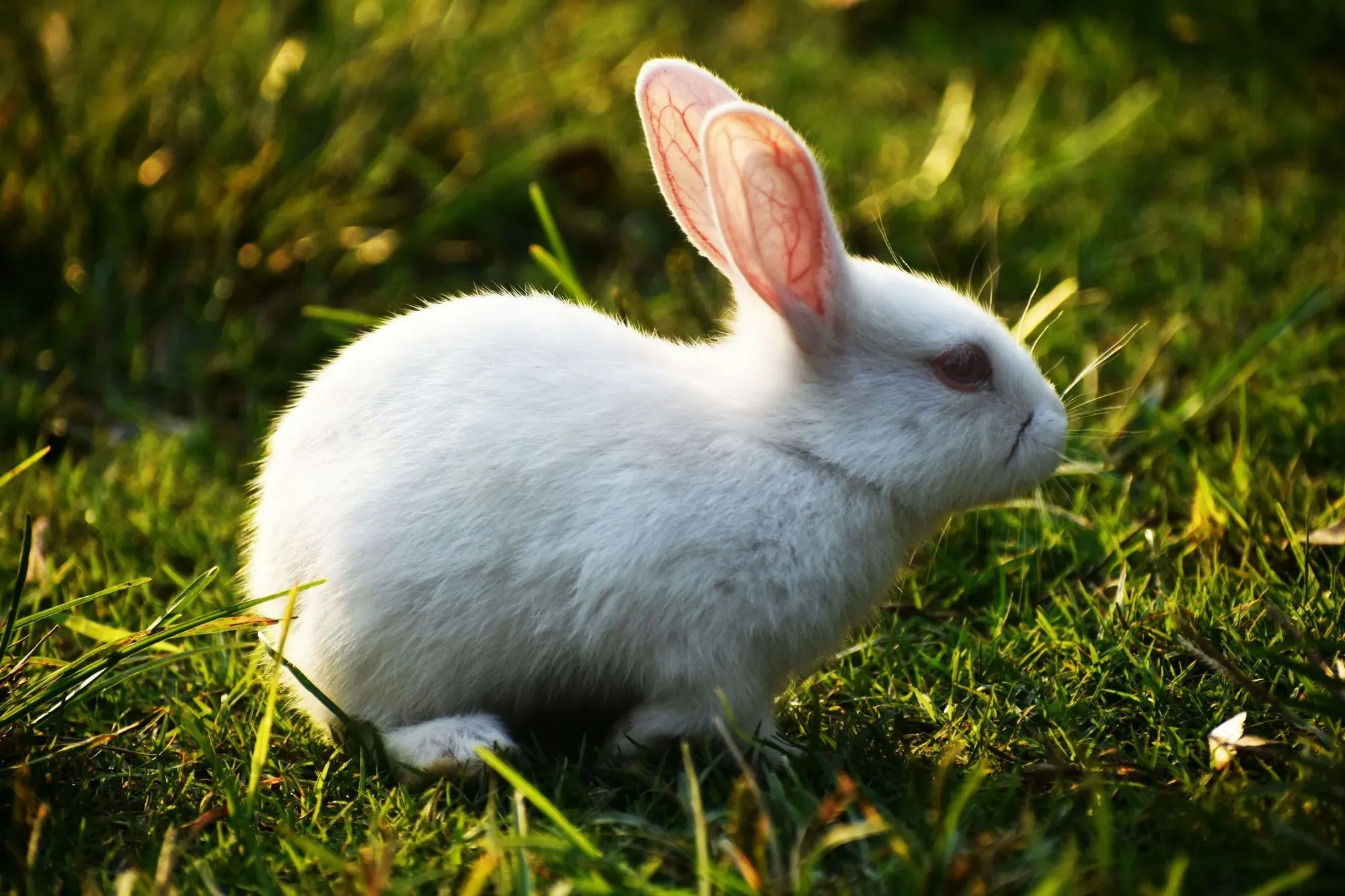 The cute little rabbit is a happy, family-friendly pet that lives in its rabbit burrow.