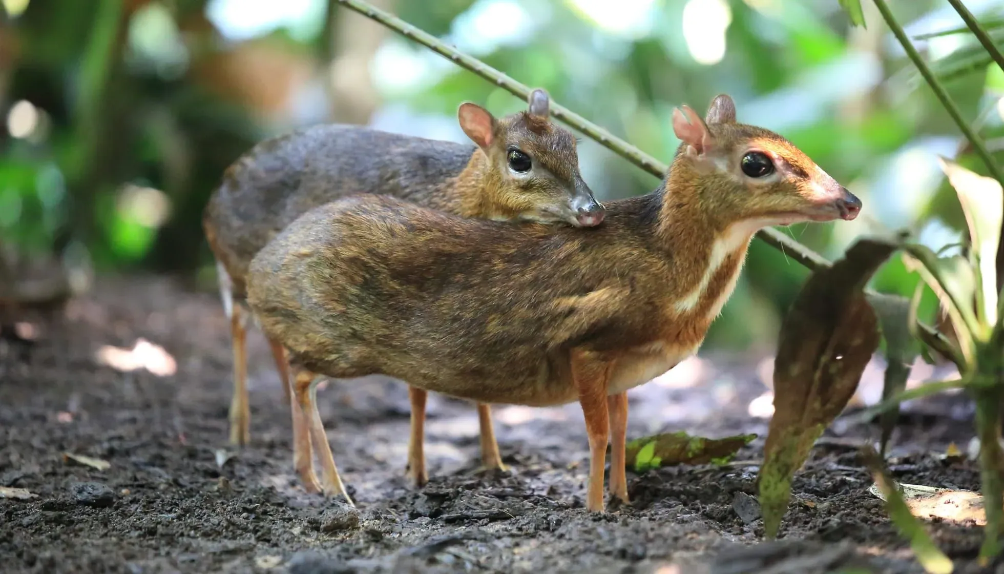 chevrotain (mouse deer)