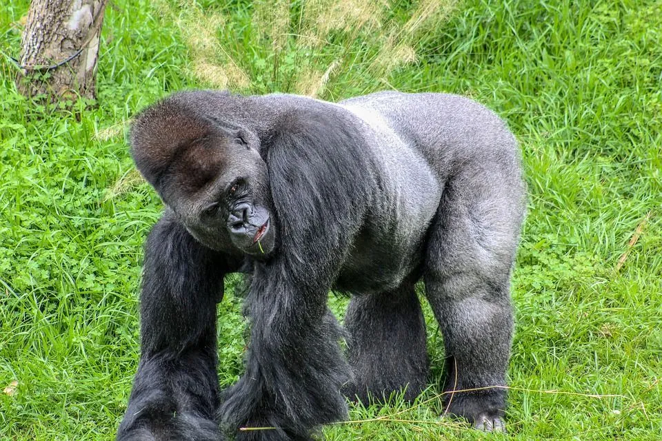 Silverback gorillas closely resemble human beings, sharing approximately 98% of our DNA, so how strong is a silverback gorilla?